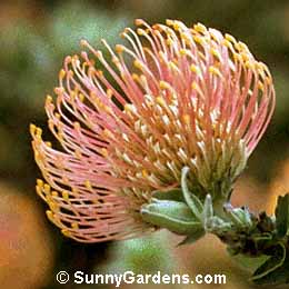 Leucospermum cordifolium