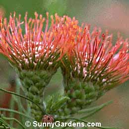 Leucospermum lineare