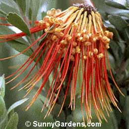 Leucospermum reflexum