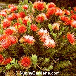 Leucospermum tottum