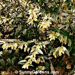 Leucothoe fontanesiana, Drooping Leucothoe, Fetterbush