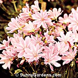 Lewisia cotyledon, Broadleaf Lewisia, Bitter Root