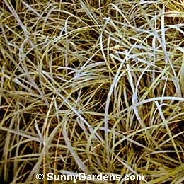 Leymus secalinus, Lyme Grass, Elymus arenarius 'Glaucus', Blue Lyme Grass