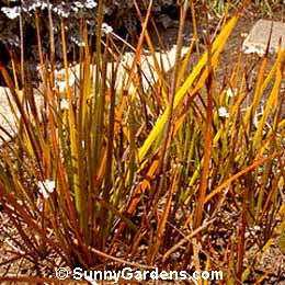 Libertia perigrinans