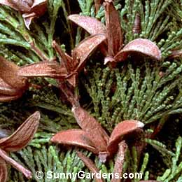 Calocedrus decurrens, Incense Cedar, Libocedrus decurrens