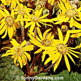 Ligularia dentata, Bigleaf Ligularia