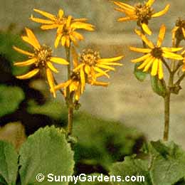 Ligularia dentata, Bigleaf Ligularia