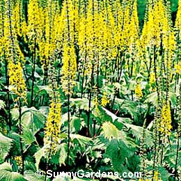 Ligularia stenocephala