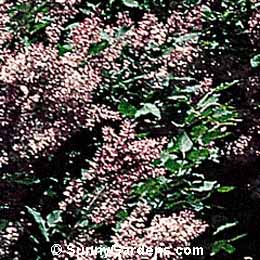 Syringa patula, Korean Lilac, Syringa palibiniana, Manchurian Lilac