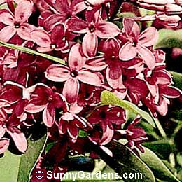 Syringa x persica, Persian Lilac