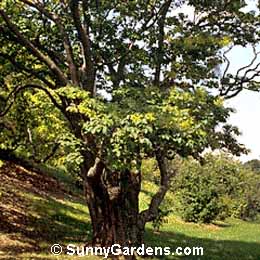 Syringa reticulata, Japanese Tree Lilac, Syringa japonica