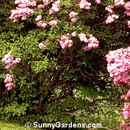Syringa vulgaris, Common Lilac