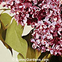 Syringa vulgaris, Common Lilac, Magenta Lilac
