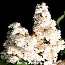 Syringa vulgaris, Common Lilac, White Lilac