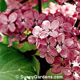Syringa vulgaris, Common Lilac, Purple Lilac