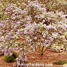 Ceanothus, California Lilac
