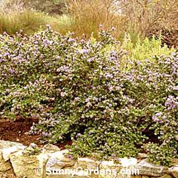 Ceanothus, California Lilac