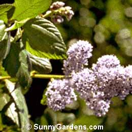 Ceanothus, Wild Lilac