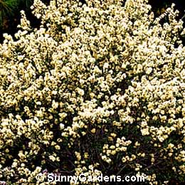 Ceanothus, Sierra Snow Ceanothus
