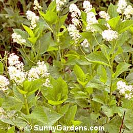 Ceanothus americanus, New Jersey Tea, Wild Snowball, Mountain Sweet