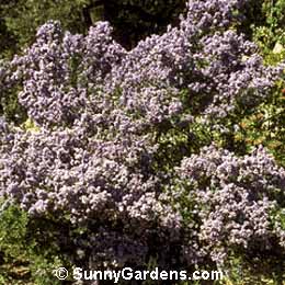 Ceanothus impressus, Santa Barbara Ceanothus, California Lilac