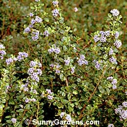 Ceanothus maritimus, Maritime Ceanothus