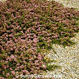 Ceanothus maritimus, Maritime Ceanothus