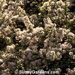 Ceanothus ramulosus, Coast Ceanothus, California Lilac