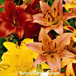Lilium, Lily