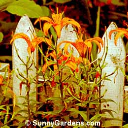Lilium, Lily