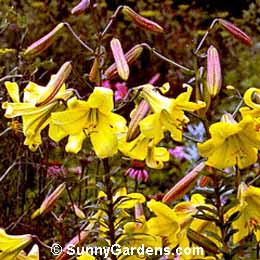 Lilium, Lily