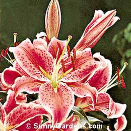 Lilium, Lily