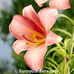 Lilium, Trumpet Lily