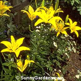 Lilium, Lily