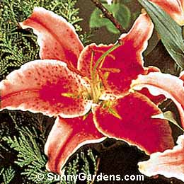 Lilium, Oriental Lily