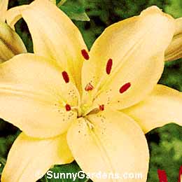 Lilium, Lily