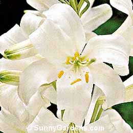 Lilium candidum, Madonna Lily