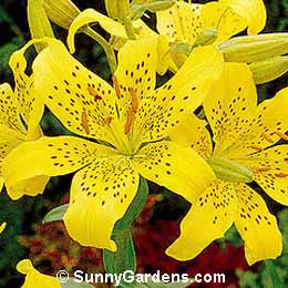 Lilium catesbaei, Lily