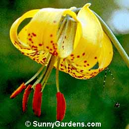 Lilium columbianum, Columbia Tiger Lily, Oregon Lily