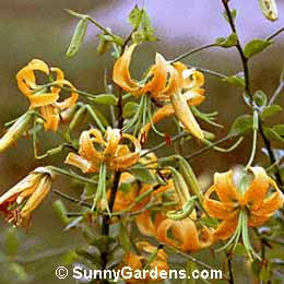 Lilium henryi, Lily