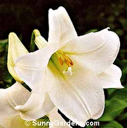 Lilium longiflorum, Easter Lily
