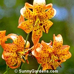 Lilium michiganense, Lily