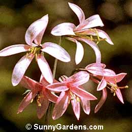 Lilium rubescens, Chapparal Lily
