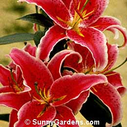 Lilium speciosum, Speciosum Lily