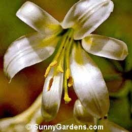 Lilium washingtonianum, Lily