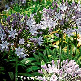 Agapanthus africanus, African Lily, Blue African Lily
