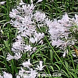 Agapanthus africanus, Lily of the Nile