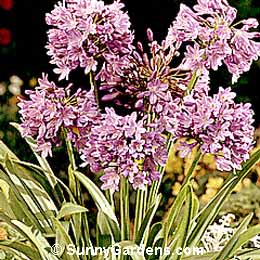 Agapanthus orientalis, Lily of the Nile