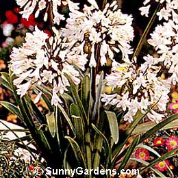 Agapanthus orientalis, African Lily