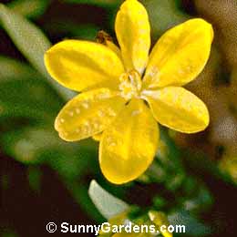 Belamcanda, Leopard Flower